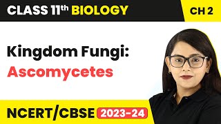 Kingdom Fungi Class  Ascomycetes The Sac Fungi  Class 11 Biology Chapter 2  NCERTCBSE [upl. by Maples]