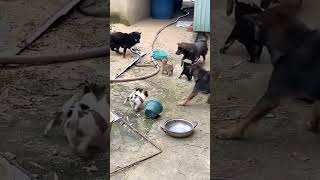 mother dog and baby dogs are fighting with a snake [upl. by Lukasz]