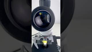 Potato skin magnified 400 times is surprisingshorts fyp science microscope shortsvideo [upl. by Anit]