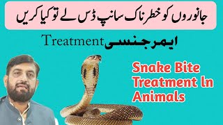 Snake Bite In CattleBuffaloDogs And Goats  Treatment Of Snake Bite  اگر جانور کو سانپ ڈس لے تو [upl. by Asaph101]