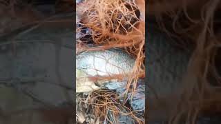 Net Fishing Tilapia Fish Catching 🐟🥅short fishing [upl. by Mikael29]