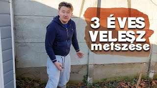 🍇 3 ÉVES SZŐLŐ METSZÉSE  csemeték kiásása [upl. by Kerred]