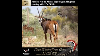 Lot 066 Alyssa Big Boy granddaughter running with 55quot Billilli possible 3in1 [upl. by Uella801]