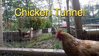 Easy Chicken Tunnel Chunnel from Run to Garden [upl. by Ecirtaed]