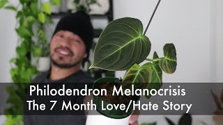 How I Saved My Dying Philodendron and Turned It Into 10 Baby Plants  Houseplant Update [upl. by Anikehs]