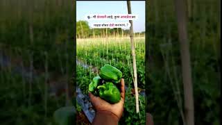 आवडेल का 😍 shortvideo agriculture farming farmer love traditionalagriculture shorts trend [upl. by Armalla]