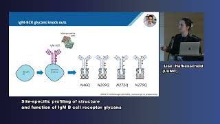 Dr Lise Hafkenscheid Sitespecific profiling of structure amp function of IgM B cell receptor glycans [upl. by Guinevere]