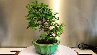 Premna Japonica Shohin Bonsai 360 [upl. by Siryt647]