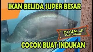 IKAN BELIDA SUPER BESAR [upl. by Ozkum]