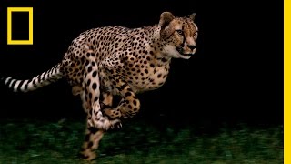 Cheetahs  Worlds Fastest Animal  National Geographic [upl. by Yasnyl]