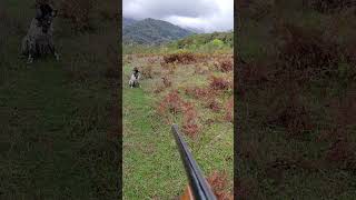 English Setter Bıldırcın Avı avcılık shortvideo youtubeshorts huntingseason hunters hunting [upl. by Metzgar]