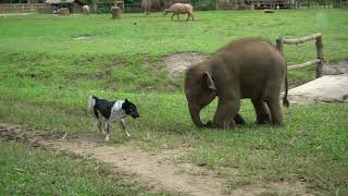 Baby Elephant Try To Make Friend With Dog  ElephantNews [upl. by Aneem998]