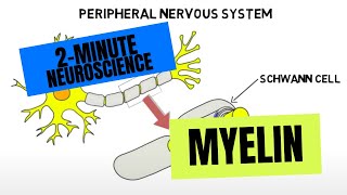 2Minute Neuroscience Myelin [upl. by Dotson]