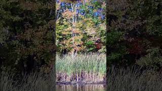 Green wing teal [upl. by Ciro]