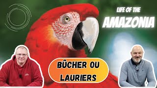 Bûcher ou Lauriers  Life Of The Amazonia [upl. by Scevor]