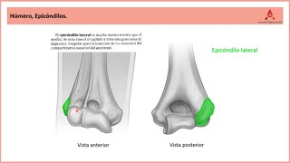 50 El Húmero Clase de Anatomía Humana de Gray [upl. by Wilscam]