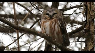 Northern sawwhet owl  Aegolius acadicus [upl. by Myrtia]