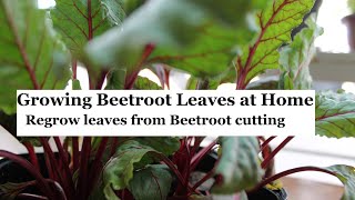 Growing Beet Greens from Beetroot cutting [upl. by Essam]