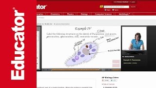 Paramecium Structure [upl. by Mattox]