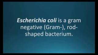 How to pronounce Escherichia coli E coli Pharmcabulary for Memorizing Pharmacology Flashcard [upl. by Arriet]