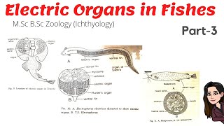 Part3 Electric Organs in Torpedo Electrophorus Electricus Eel amp Malapterus American cat fish [upl. by Acinorej]