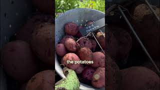 Harvesting Grow Bag Potatoes [upl. by Mickie]