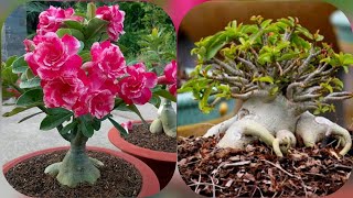 ADENIUM OBESOUM VS ADENIUM ARABICUM [upl. by Collette]