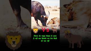 शेर और भैंसा वीडियो। शेर के सामने अकड़ नहीं। Motivation video27773 shorts [upl. by Malamut]