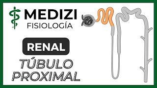 Fisiología Renal  Reabsorción y secreción tubular renal Túbulo Proximal IGdoctorpaiva [upl. by Chery492]