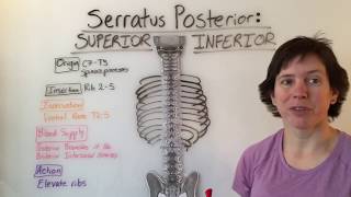 Serratus Posterior Superior amp Serratus Posterior Inferior Muscle Anatomy [upl. by Laux]