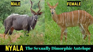 Nyala Antelope The Sexually Dimorphic Antelope [upl. by Saiasi]