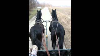 black lipizzaner stallions Conversano Clea amd Jampi [upl. by Adelaida156]