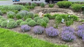 What is the Difference Between the Different Nepetas Catmint [upl. by Frasch]