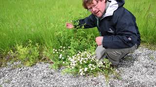 How to identify multiflora rose Rosa multiflora [upl. by Nashom]