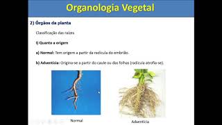 Organologia Vegetal [upl. by Nawud388]