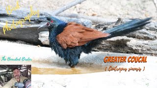 Greater Coucal  Centropus sinensis   Amazing Birds of Thailand Huahin birds nature [upl. by Rratsal]