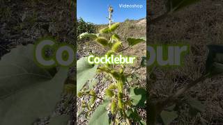 🌱 CockleburSeed Pods are like Velcro seeds seedpods [upl. by Ollecram]