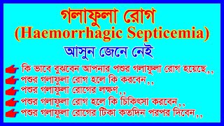 পশুর গলাফুলা রোগ এর লক্ষণ ও চিকিৎসা Haemorrhagic Septicemia  Animal Health Care Bangla [upl. by Ylimme99]