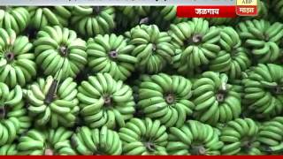 Jalgaon  Banana Rates Incress [upl. by Kesia]