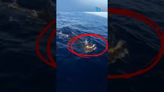 Tiger Shark Saves a 100YearOld Sea Turtle [upl. by Leavelle]