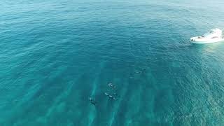 Rissos Dolphins playing and mating in Seychelles [upl. by Nibroc]