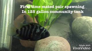 Convict cichlid breeding [upl. by Tegirb]