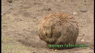 prairiedog  prairiehond  cynomys ludovicianus [upl. by Lunette]