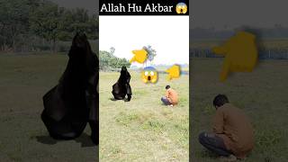 Samajh jao Musalmano 😱👆 islamicvideo trendingshorts youtubeshorts vfxviral [upl. by Dranrev]