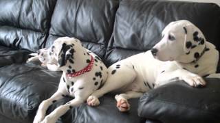 103 Dalmatians [upl. by Rekrap]