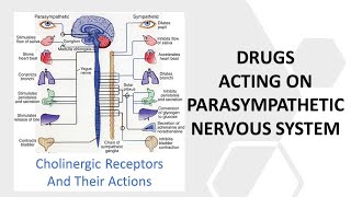 Receptors and Drugs of Parasympathetic Nervous System in HindiUrdu [upl. by Rola192]