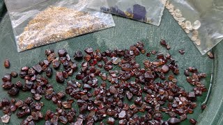 New England Australia Zircon Garnets Sapphires and Gold Nice Tidy Up [upl. by Aicelaf251]