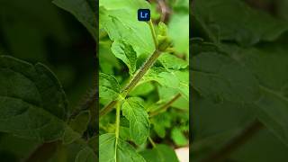 Micro Photography with Moto G64  Lightroom Editing Tips shorts motog64 adobelightroom [upl. by Sy]