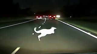 Kangaroo attacks car Dashcam Look at the rear view too [upl. by Kampmeier]