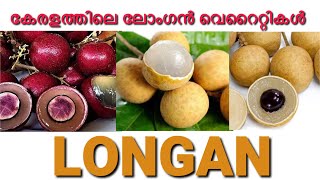 കേരളത്തിലെ ലോംഗൻ വെറൈറ്റികൾ  LONGAN [upl. by Caro714]